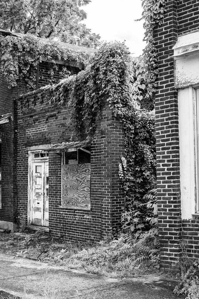 Black and white photograph of ruined buildings being consumed by ivy on the old abandoned main street of a ghost town.