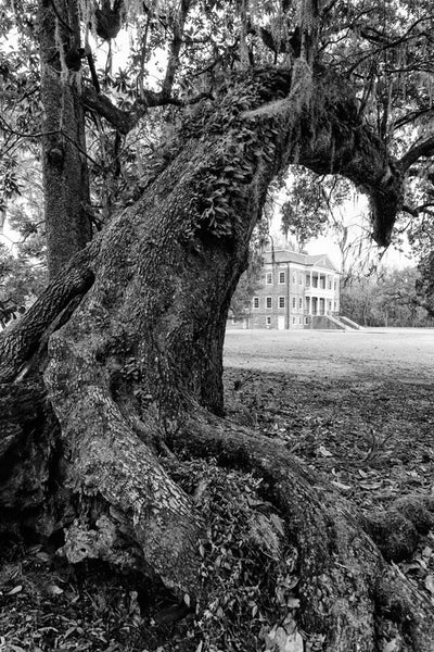 Black and white photograph of a huge leaning oak tree at Drayton Hall, South Carolina. Drayton Hall was built about 1740, and is the only South Carolina plantation home to survive the Revolutionary War and the Civil War intact. The house is now held in a state of preservation, maintained but not restored, which means that original paint, woodwork, and carved ceilings can still be seen.