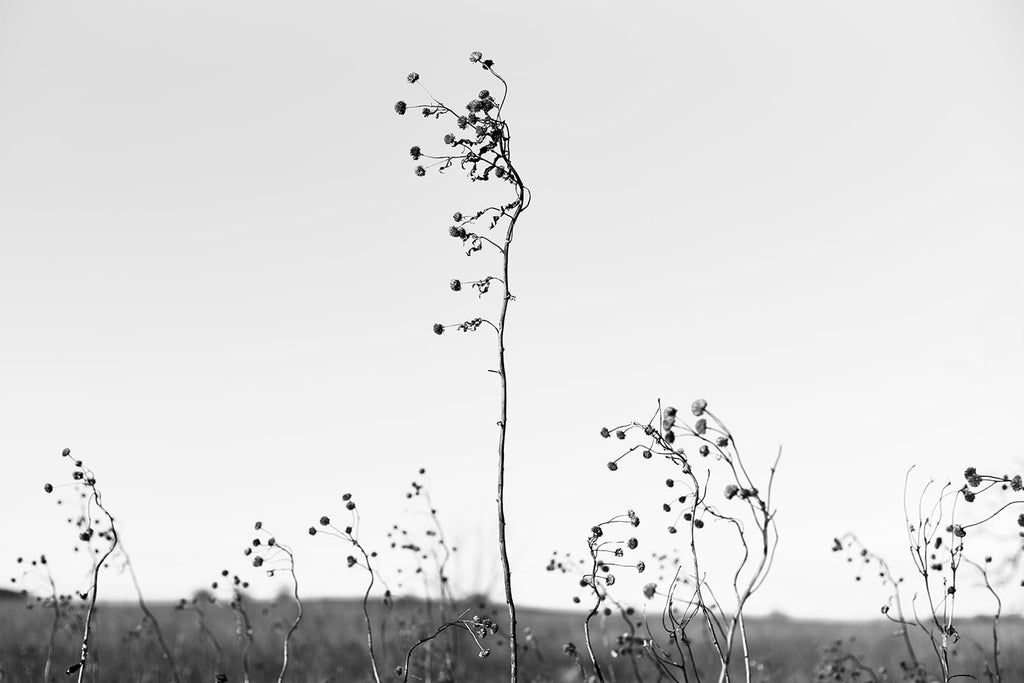 Black and white fine art photograph of whimsical long-stemmed winter grasses growing above the horizon of the American prairie. 