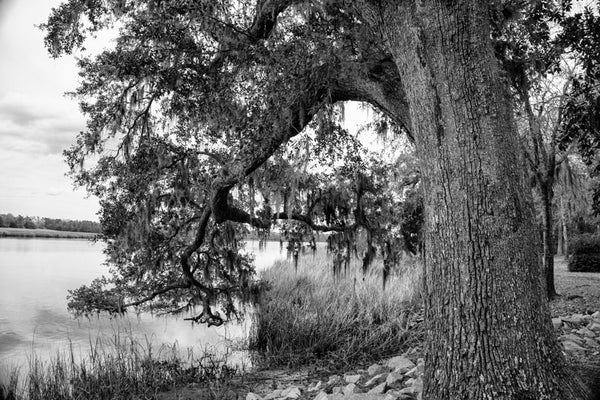 Black and white landscape photograph of a giant, old tree on the bank of the Ashley River in the Low Country near Charleston, South Carolina. This tree is on the property of Drayton Hall.