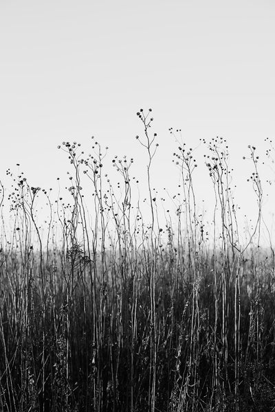 Black and white fine art photograph of a tall winter grasses growing toward the deep blue sky of the American prairie. 