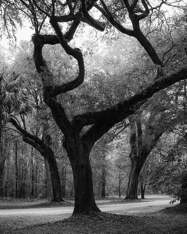 Black and white landscape photograph of huge trees in the woods near the Ashley River, in the Low Country near Charleston, South Carolina.
