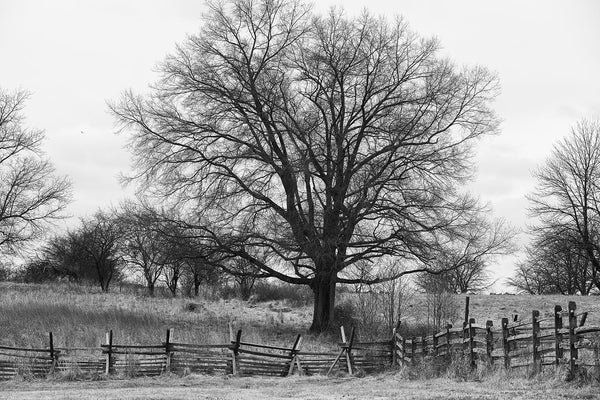 Black and white landscape photograph of rolling hills with a big dark tree behind a split rail fence.