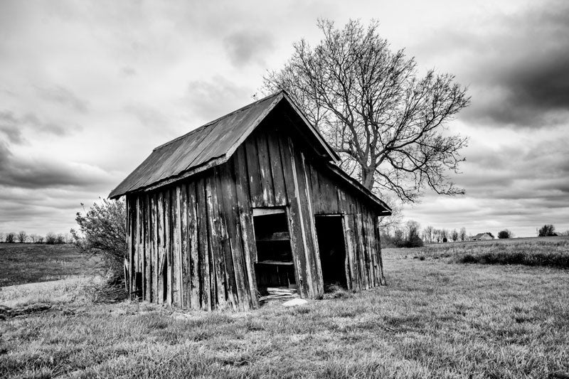 Black and white landscape photograph featuring an old wooden shed, leaning back toward a big tree.