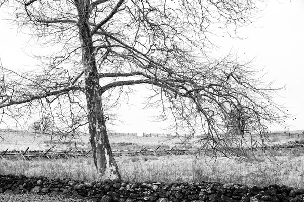 Black and white landscape photograph of a sycamore tree with barren winter branches outstretched over the Pennsylvania landscape and an old dry-built stone wall.