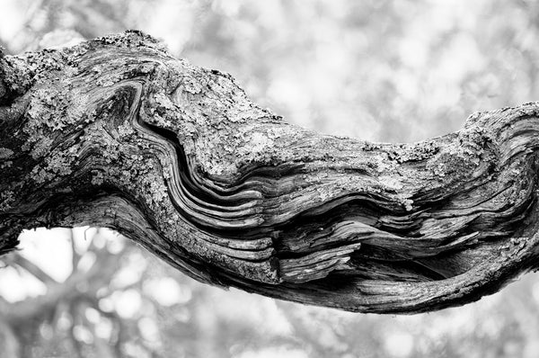 Black and white photograph of the swirling and curving woodgrain of an old tree branch that looks like a river flowing.