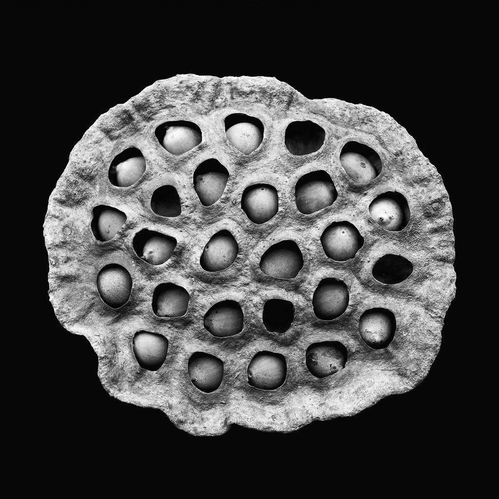 Black and white photograph of a highly-textured American Lotus seed pod, with irregular-shaped pockets of seeds.