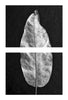 Leaf Detail Set of Two Stacked Black and White Photographs (DSC01393)
