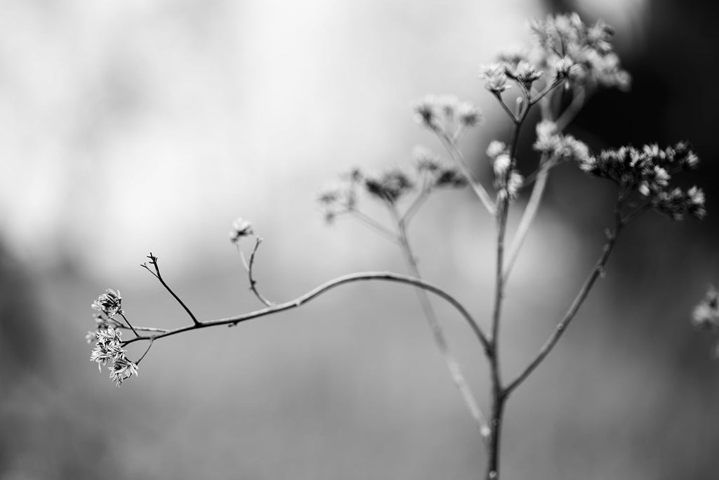 Black and white minimalist landscape photograph of a tall plant stem in winter that's selectively focused only on a branch of dried buds with the background blurred.