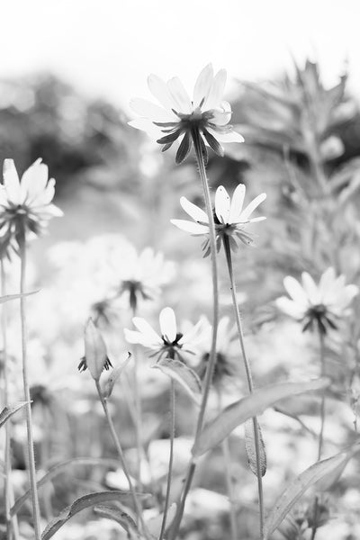 Black and white photograph of wildflowers seen in the bright sunshine of summer time.