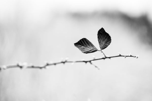 Black and white minimalist landscape photograph of a single briar stem with two leaves in the winter landscape.