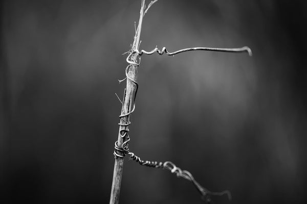 Minimalist black and white photograph of a winter stem wrapped with the clinging tendrils of a tiny vine.