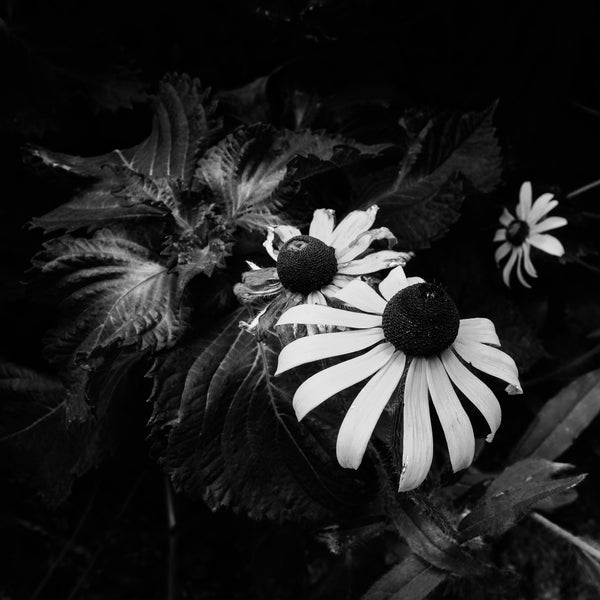 Black and white photograph of three yellow blooms found in the shade amongst a dense patch of summer wildflowers. (Square format)