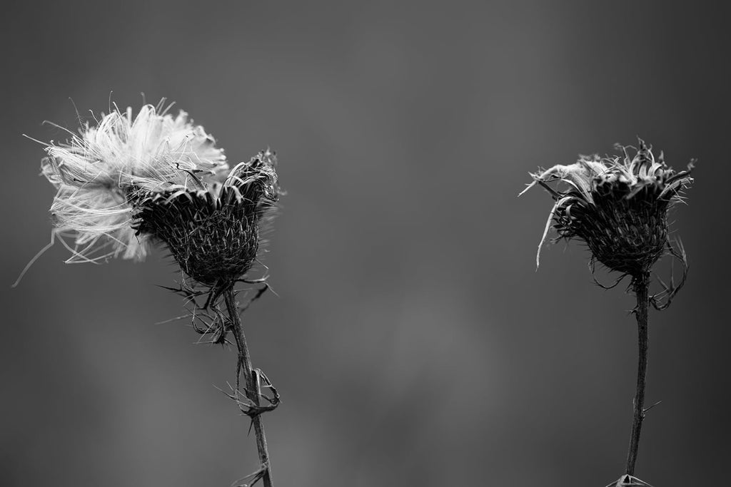 Dark and atmospheric black and white photograph of two winter thistles with white seed fluff on their tops.