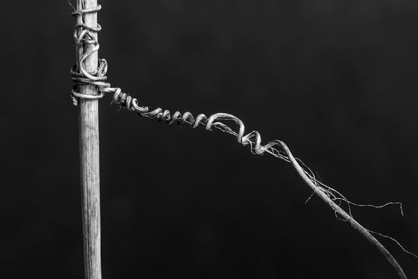 Minimalist black and white photograph of a grass stem in winter, wrapped and tied with the strands of tiny vine tendrils. Photographed against a black background.