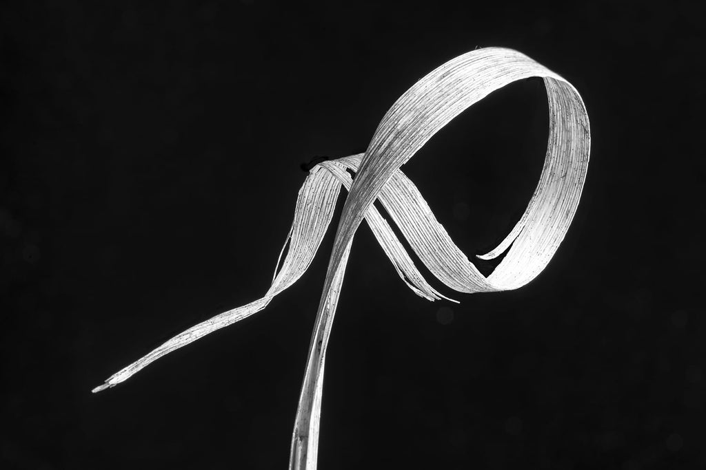 Black and white close-up photograph of a blade of winter grass swirled into a curl that resembles a whimsical gesture.