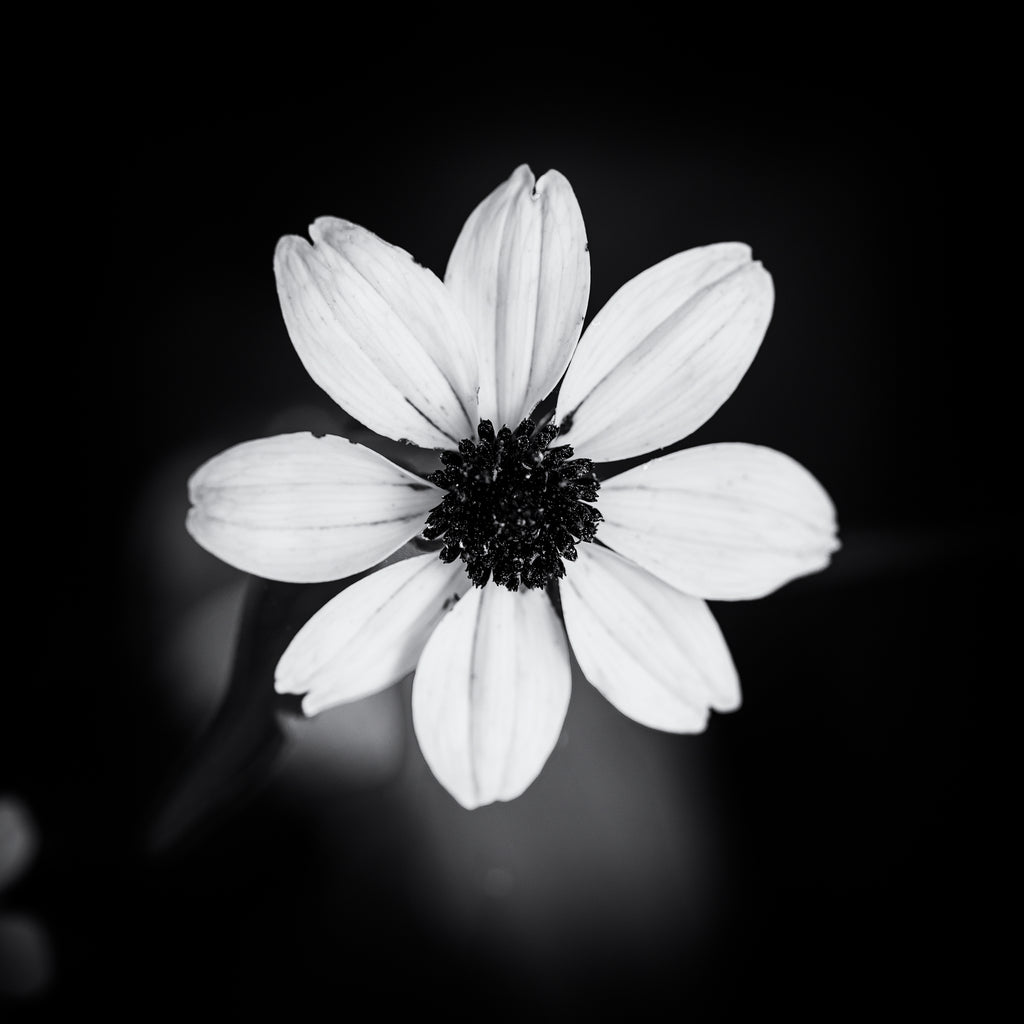 Black and white photograph of a small yellow wildflower set strikingly against a blurry, dark background. (Square format)