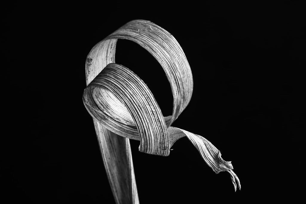 Black and white close-up photograph of a curled and twisted blade of dried winter grass photographed against a stark black background.