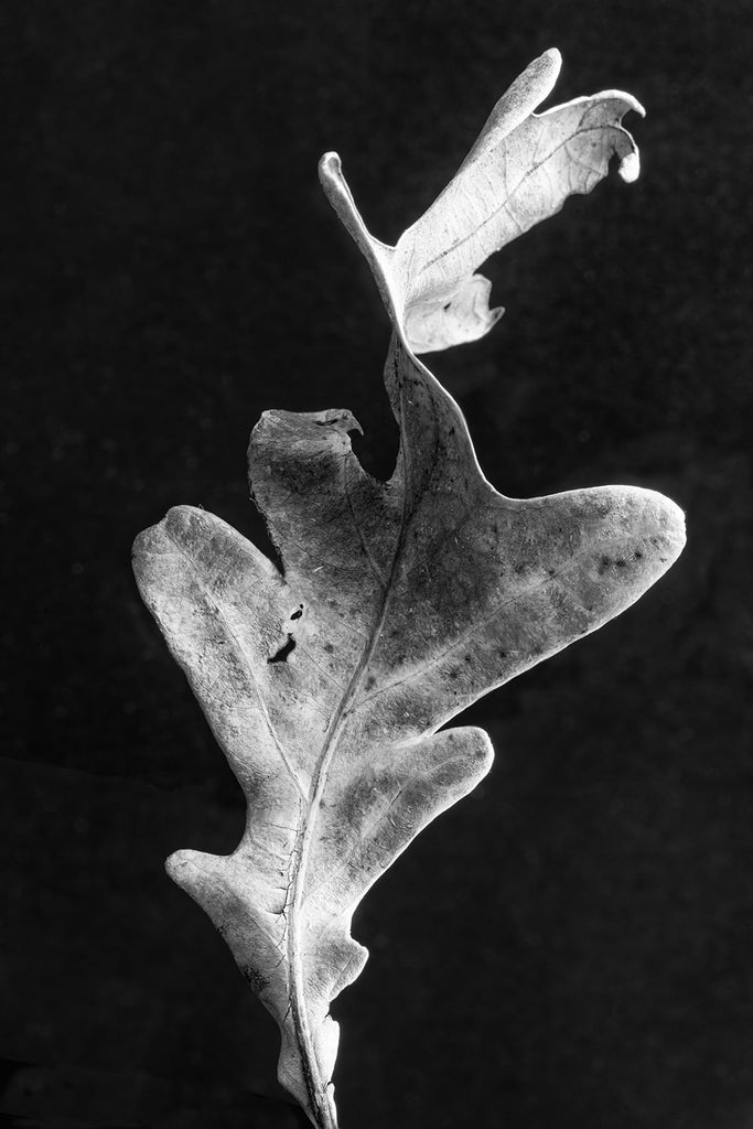 Black and white close-up photograph of a twisted oak leaf photographed against a dark background. 