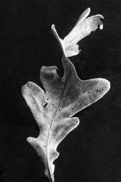 Black and white close-up photograph of a twisted oak leaf photographed against a dark background. 