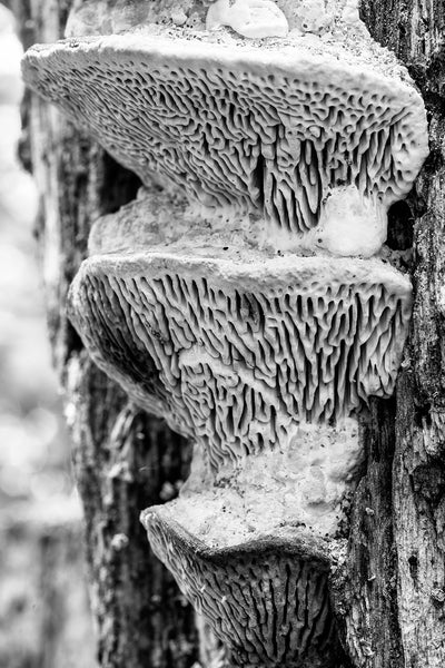 Black and white detail photograph of a stack of intricate natural patterns found in a tree fungus structures growing on the trunk of an old tree.