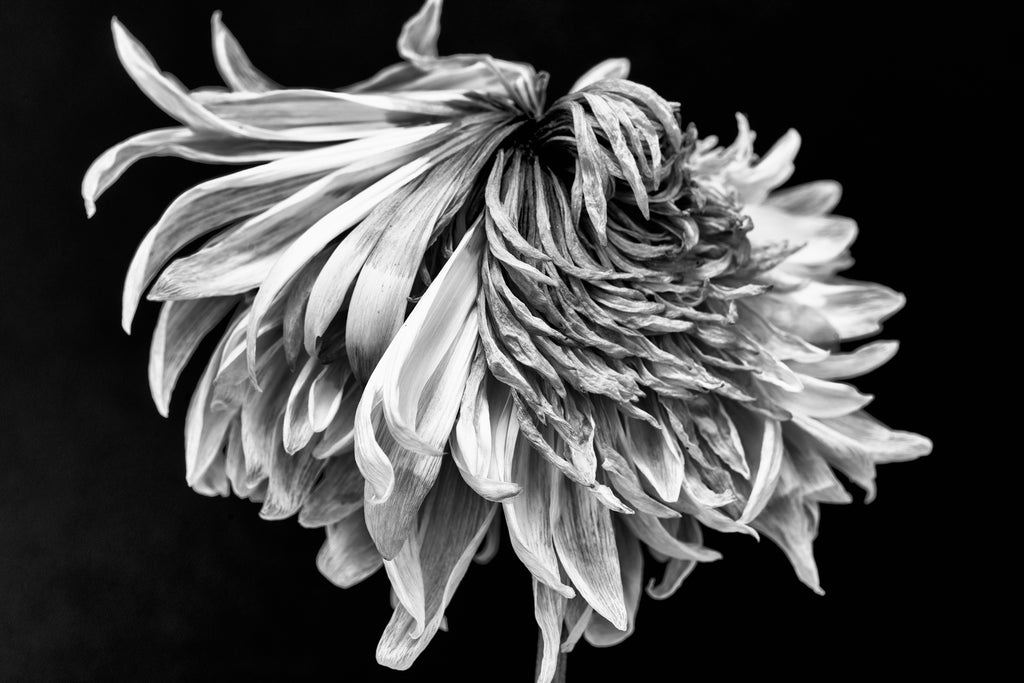 Black and white photograph of the bent and turned petals of a dead flower that was smashed inside a bouquet.