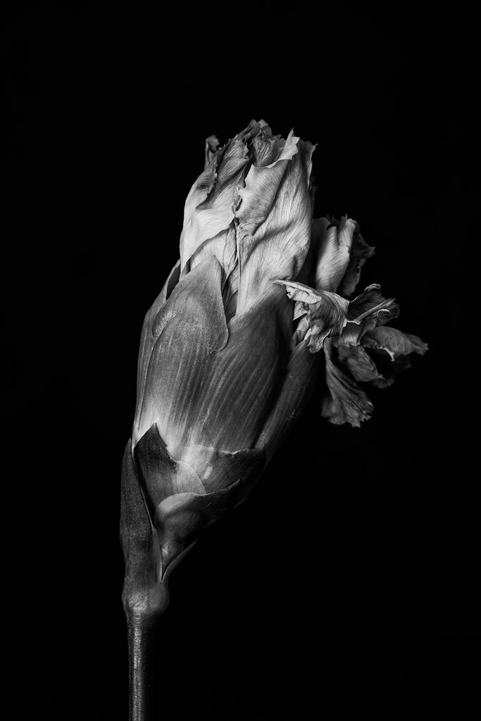 Black and white photograph of a flower pulled from a bouquet of flowers, which is now past its prime in spite of the fact that it never fully opened.