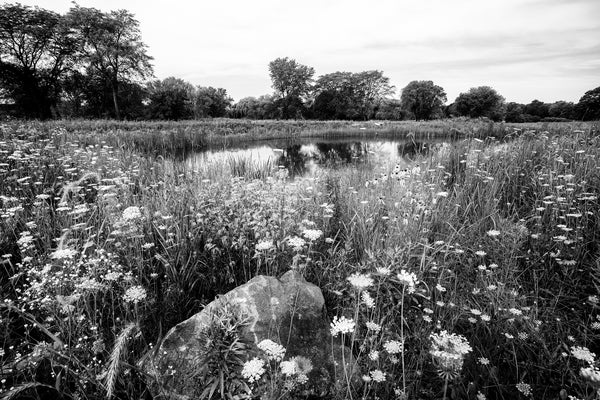Black and white photograph of the beautiful landscape of the northern prairie featuring a pond surrounded by acres of wildflowers.
