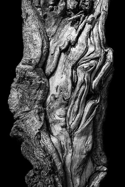 Black and white detail photograph of a beautifully twisted tree root, pictured on a black background for a more simple and bold effect.