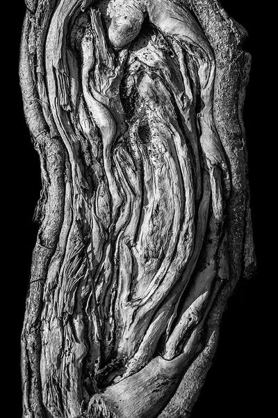 Black and white detail photograph of a beautifully textured tree root, pictured on a black background for a more simple and bold effect. Part of an optional set of three.