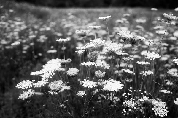 Black and white landscape photograph of Queen Anne's lace across the northern prairie in summer.