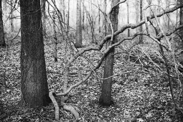 Black and white landscape photograph of a dark and moody woodland scene with two thick vines reaching across trees.