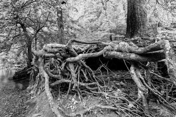 Black and white photograph of a vast tangled tree root network exposed on a steep river bank.