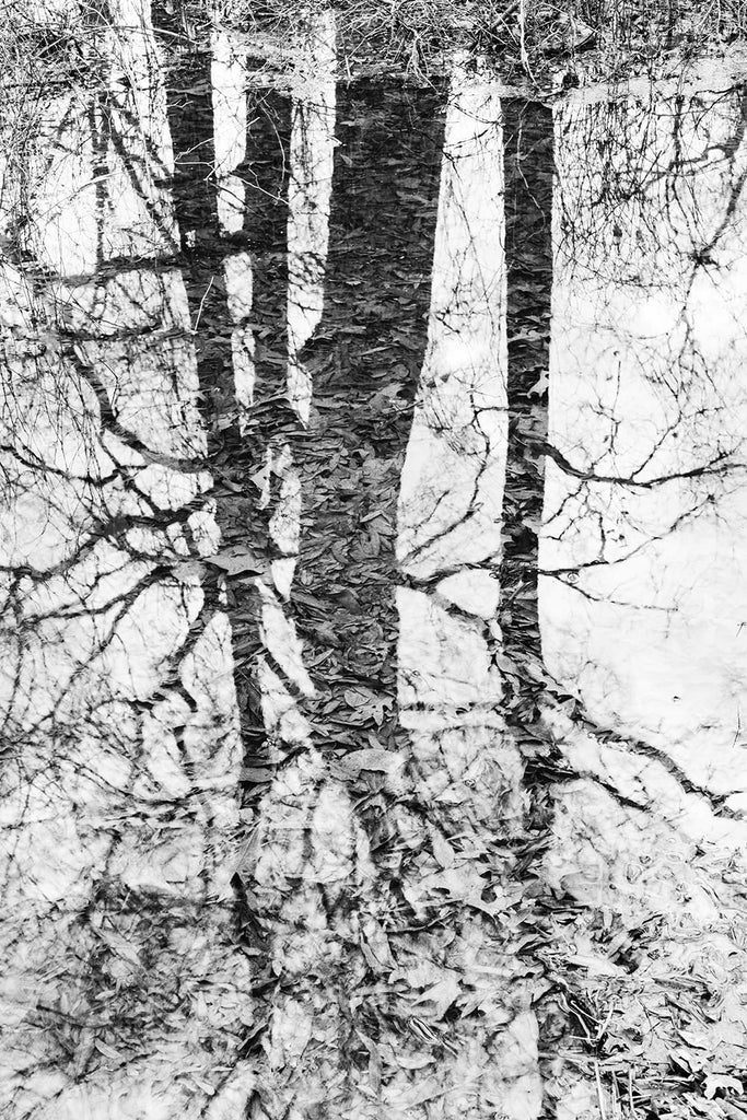 Black and white landscape photograph of trees reflecting onto a wetland pond with submerged leaves visible below the water's surface