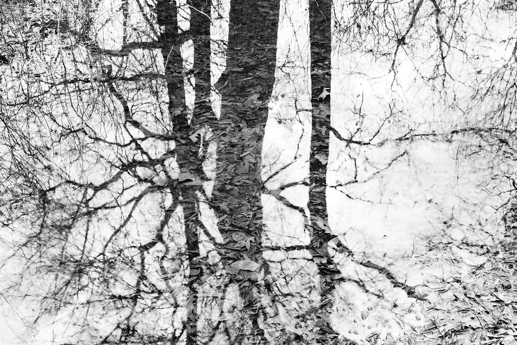 Black and white landscape photograph of tree shadows reflecting on wetlands allowing submerged leaves to become visible