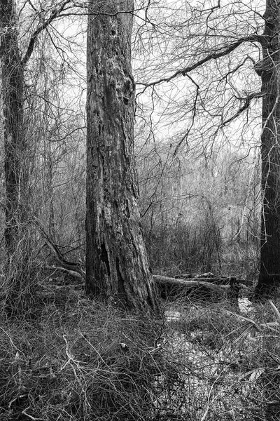 Black and white landscape photograph of a huge old tree standing amidst the briars and brambles of a shallow wetland.