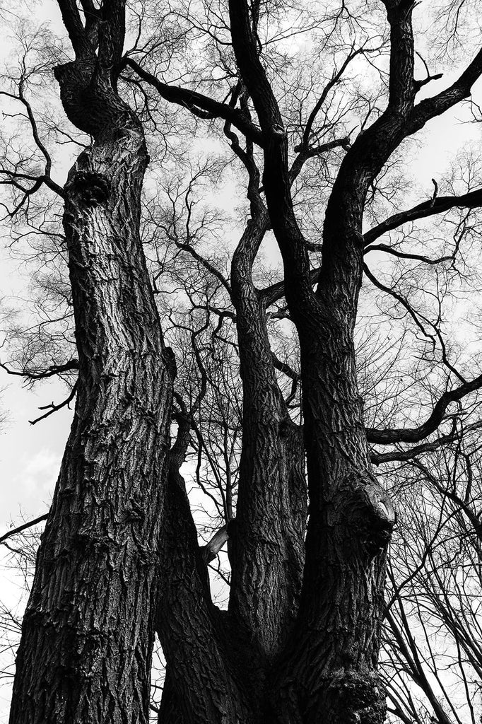 Black and white fine art photograph looking up at the beautiful branches of barren winter trees near the Atlantic coast of Massachusetts.