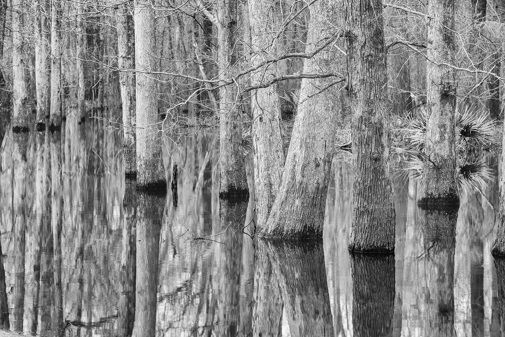Black and white landscape photograph of wetland trees reflecting onto the glassy surface of a pond.