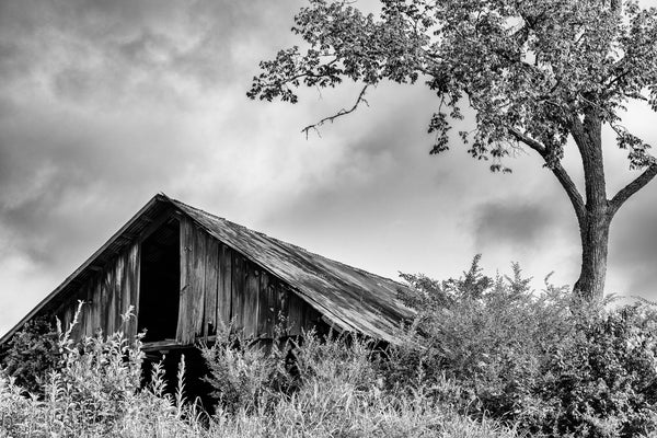 Black and white photograph of an old wooden barn in the tall grass with a tree arching overhead