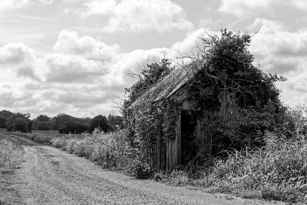 Black and white photograph of a rural landscape with an overgrown wooden shed.
