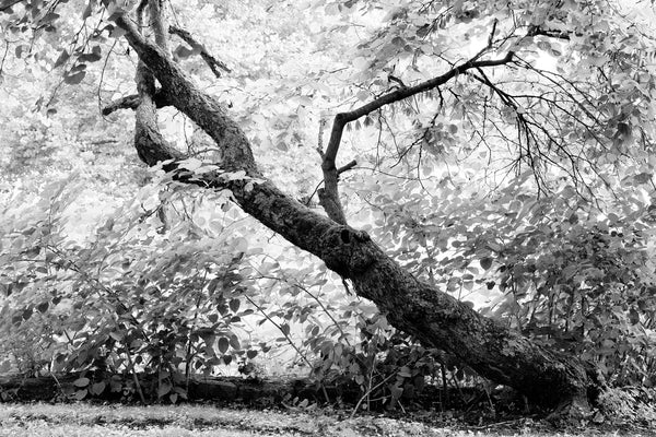 Black and white landscape photograph of a leaning tree with its green leaves glowing in summer sunlight.