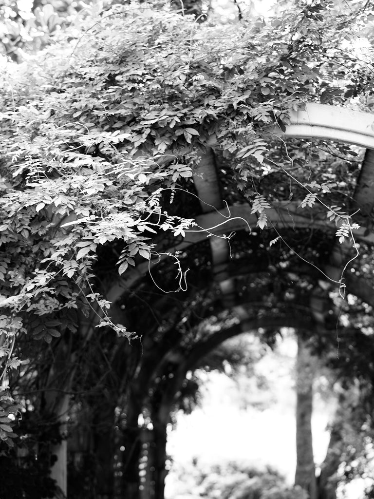 Black and white photograph of an archway covered in ivy vines.