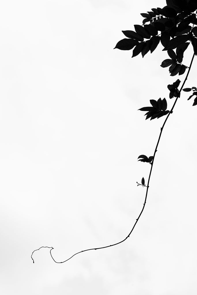 Black and white minimalist photograph of a long vine dangling in front of the cloudy sky.