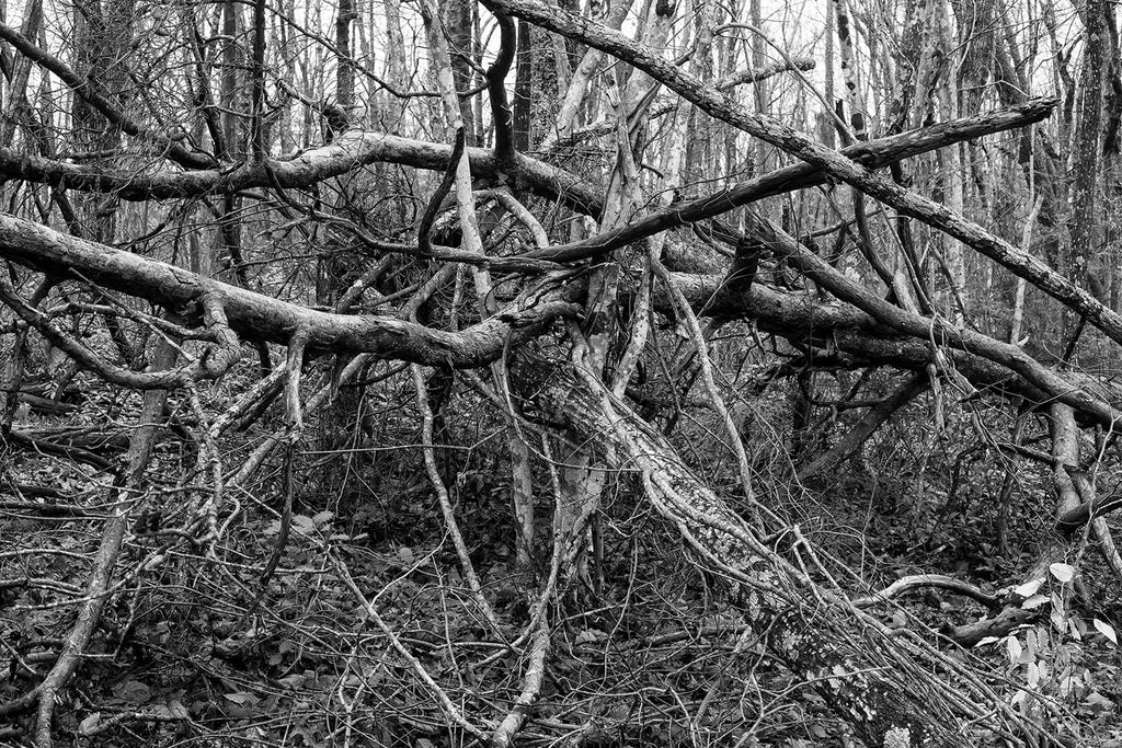 Black and white landscape photograph of a large cluster of fallen trees in the forest.