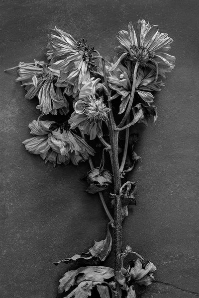 Black and white photograph of an old bouquet of yellow flowers that is still beautiful in its decline.