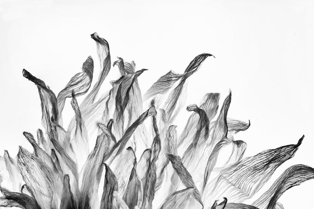 Black and white macro photograph of a the textured petals of a dead flower seen in front of a backlight.