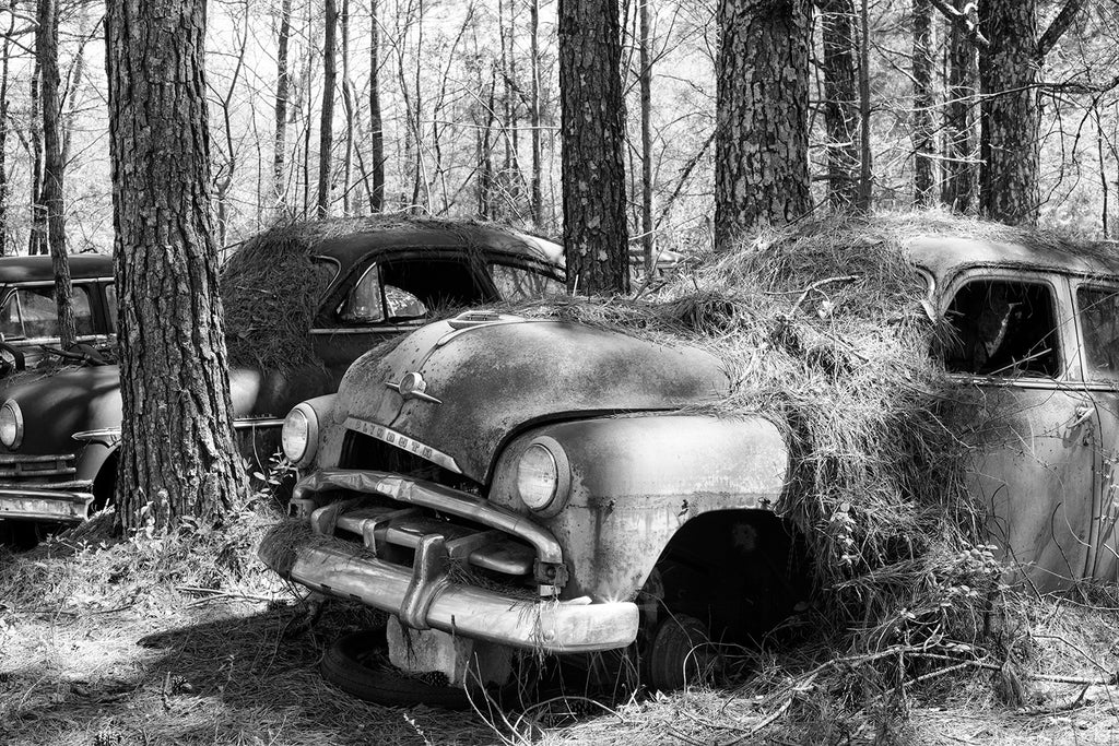 Black and white photograph of a row of antique classic American cars abandoned in the forest that look like they went to a drive-in movie in the '50s and never left.