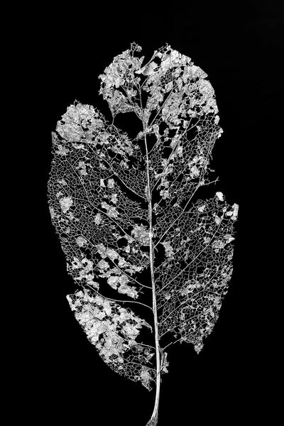 Black and white photograph of a beautifully detailed leaf skeleton on a black background.