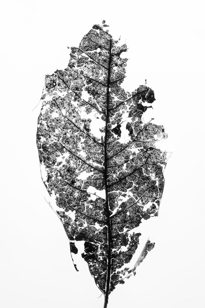 Black and white macro photograph of a partially decomposed leaf shot in great detail against a white background. 