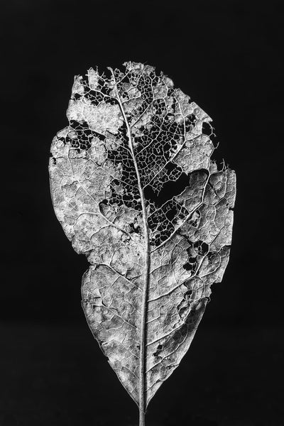 Black and white macro photograph of a textured and decomposing leaf on a black background.